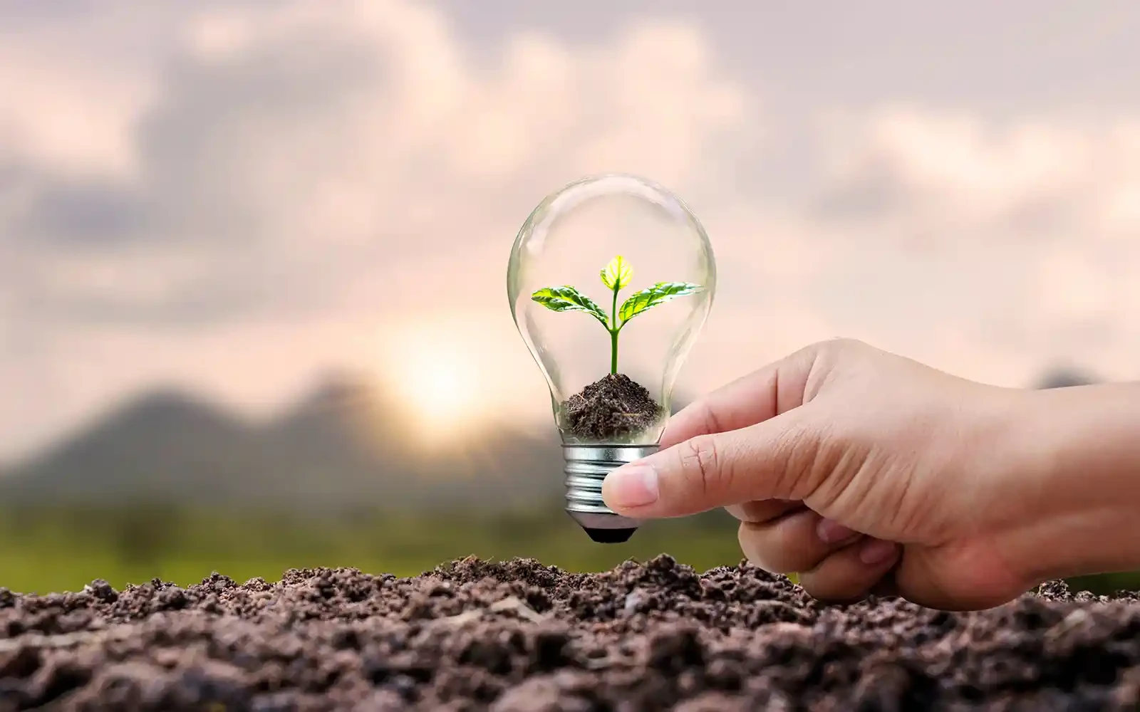 Nachhaltigkeit und erneuerbare Energien - Symbolbild einer Glühbirne mit Pflanze als Zeichen für grünes Wachstum und Umweltbewusstsein